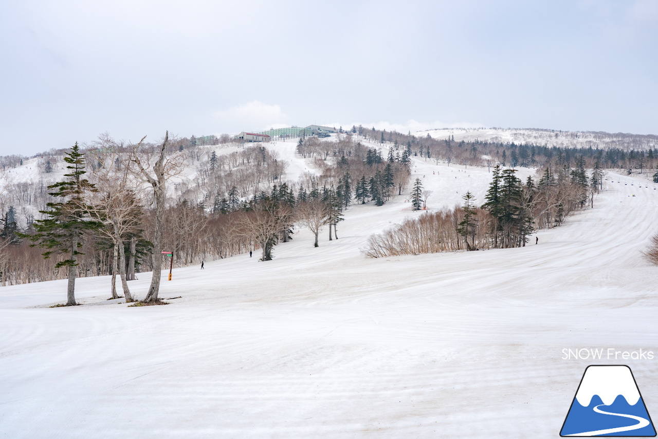 札幌国際スキー場｜2023・ゴールデンウィークがスタート！心配された雪ですが…。大丈夫、ちゃんと残ってくれました(^_-)-☆